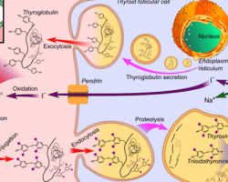 graves-disease-diet