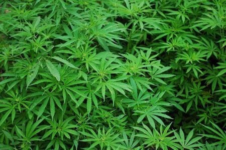 Weed