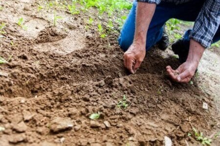 Men Seeding