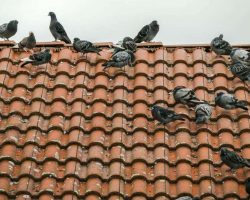 Pigeons-On-Roof
