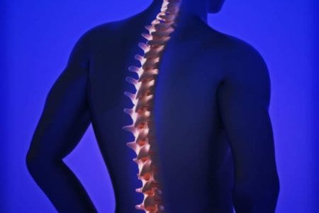 Human spine