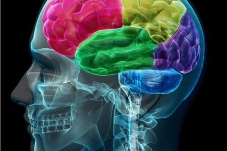 brain-coloed-sections