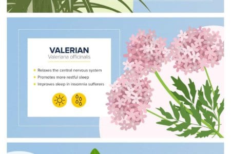 15 best indoor plants for sleep