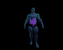 digestive-system-anatomy
