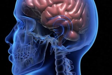 human-brain