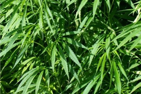 hemp-background-detail
