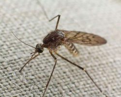 mosquitmosquito-trying-to-bite-through-clotho-trying-to-bite-through-cloth