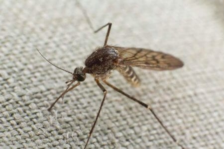 mosquitmosquito-trying-to-bite-through-clotho-trying-to-bite-through-cloth