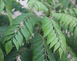 kadipatta-curry-leaf