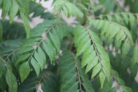 kadipatta-curry-leaf