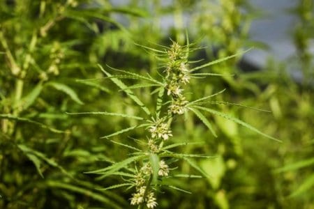 lush-fields-of-industrial-hemp-in-summer