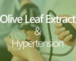 olive-leaf-extract-hypertension