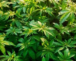 shrubs-of-marijuana-cannabis-at-dawn-medical-hemp