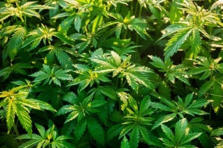 shrubs-of-marijuana-cannabis-at-dawn-medical-hemp